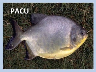 PACU 