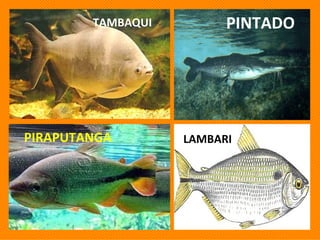 PIRAPUTANGA PINTADO TAMBAQUI LAMBARI 