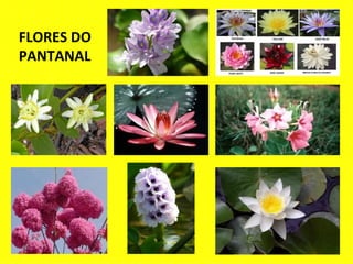 FLORES DO PANTANAL 