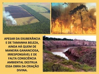 APESAR DA EXUBERÂNCIA E DE TAMANHA BELEZA, AINDA HÁ QUEM DE MANEIRA GANANCIOSA, IRRESPONSÁVEL E DE FALTA CONSCIÊNCIA AMBIENTAL DESTRUA ESSA OBRA DA CRIAÇÃO DIVINA. 