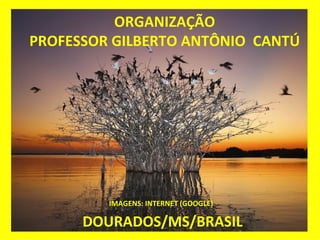 ORGANIZAÇÃO PROFESSOR GILBERTO ANTÔNIO  CANTÚ IMAGENS: INTERNET (GOOGLE)  DOURADOS/MS/BRASIL 