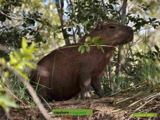 capybara - capivara
                      courtesy of : Niffers
 