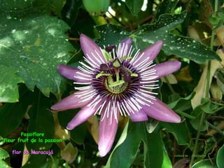 Passiflore
fleur fruit de la passion

   flor do Maracujá
                            cortesia de : João Xavier
 