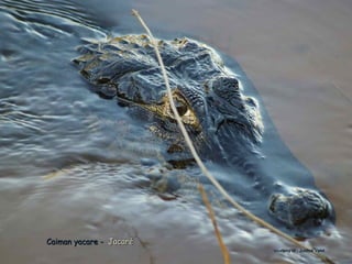 Caiman yacare - Jacaré
                         courtesy of : Justine Valet
 