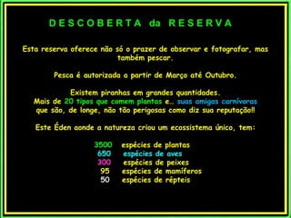 Esta reserva oferece não só o prazer de observar e fotografar, masEsta reserva oferece não só o prazer de observar e fotografar, mas
também pescar.também pescar.
Pesca é autorizada a partir de Março atPesca é autorizada a partir de Março atéé Outubro.Outubro.
Existem piranhas em grandes quantidadesExistem piranhas em grandes quantidades..
Mais deMais de 20 tipos que comem plantas20 tipos que comem plantas e…e… suas amigas carnívorassuas amigas carnívoras
que são, de longe, não tão perigosas como diz sua reputaçãoque são, de longe, não tão perigosas como diz sua reputação!!!!
Este Éden aonde a natureza criou um ecossistema único, temEste Éden aonde a natureza criou um ecossistema único, tem::
35003500 espécies de plantasespécies de plantas
650 espécies de aves650 espécies de aves
300300 espécies de peixesespécies de peixes
95 espécies de mamíferos95 espécies de mamíferos
5050 espécies de répteisespécies de répteis
D E S C O B E R T A da R E S E R V AD E S C O B E R T A da R E S E R V A
 