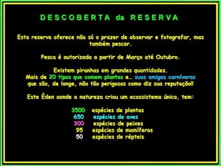 D E S C O B E R T A da R E S E R V A 
Esta reserva oferece não só o prazer de observar e fotografar, mas 
também pescar. 
Pesca é autorizada a partir de Março até Outubro. 
Existem piranhas em grandes quantidades. 
Mais de 20 tipos que comem plantas e… suas amigas carnívoras 
que são, de longe, não tão perigosas como diz sua reputação!! 
Este Éden aonde a natureza criou um ecossistema único, tem: 
3500 espécies de plantas 
650 espécies de aves 
300 espécies de peixes 
95 espécies de mamíferos 
50 espécies de répteis 
 