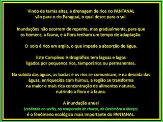 Vindo de terras altas, a drenagem de rios no PANTANAL 
vão para o rio Paraguai, o qual desce para o sul. 
Inundações não ocorrem de repente, mas gradualmente, para que 
os homens, a fauna, e a flora tenham um tempo de adaptação. 
O solo é rico em argila, o que impede a absorção de água. 
Este Complexo Hidrográfico tem lagoas e lagos 
ligados por pequenos rios, temporários ou permanentes. 
Na subida das águas, as bacias e os rios se comunicam, e na descida das 
águas, enriquecida com húmus, a região se transforma 
na maior e mais rica concentração de alimentos naturais, 
nutrindo a flora e a fauna. 
A inundação anual 
(realizada no verão, na temporada de chuvas, de Dezembro a Março) 
é o fenômeno ecológico mais importante do PANTANAL. 
 