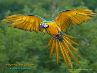 Ara jaune et bleu (ararauna)
   Arara azul e amarelo        courtesia de : AnimalS.com Sala de leitura
 