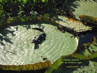 Caiman juvénile
                                sur un victoria regia
                                     Jacaré juvenil
cortesia de : Marlon Oliveira
 