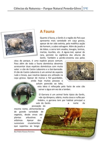 Ciências da Natureza – Parque Natural Peneda-Gêres 5ºE
A Fauna
Quanto à fauna, o Gerês é a região do País que
apresenta mais variedade em caça grossa,
apesar de ter sido extinta, pela maléfica acção
do homem, a cabra selvagem. Além de javalis e
de lobos, a serra tem veados, texugos, lontras,
martas, tourões, etc. A águia-real, apesar de
rara, persiste na vigilância das alturas do
Gerês. Também a perdiz-cinzenta voa pelos
céus do parque, é uma espécie pouco comum.
Para além de toda a fauna doméstica devemos
acrescentar duas espécies domésticas com muito
valor: o cão de Castro Laboreiro e o boi-barrosão.
O cão de Castro Laboreiro é um animal de aspecto
rude e bravo, que noutras épocas era utilizado na
caça grossa. Apesar de manso e fiel guardador,
ainda hoje muitas pessoas o
acham parecido ao lobo,
esta ideia é reforçada pelo facto de este cão
sorver a água em vez de a lamber.
O Garrano é um animal forte típico do Gerês,
«de rija têmpera, sóbrio, muito cioso e rufão por
índole», o garrano tem por habitat principal o
vale do Gerês a norte da
povoação do
mesmo nome, alimentando-se
de grande variedade de
vegetais, desde ervas até
plantas arbustivas e
arbóreas. Apesar dos
sucessivos cruzamentos
que suportou ao longo
Rui Pedro Passos Ferreira Página 3
 