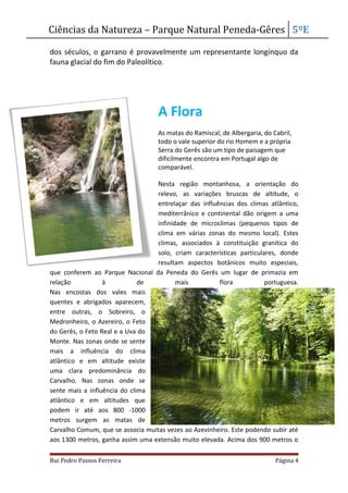 Ciências da Natureza – Parque Natural Peneda-Gêres 5ºE
dos séculos, o garrano é provavelmente um representante longínquo da
fauna glacial do fim do Paleolítico.
A Flora
As matas do Ramiscal, de Albergaria, do Cabril,
todo o vale superior do rio Homem e a própria
Serra do Gerês são um tipo de paisagem que
dificilmente encontra em Portugal algo de
comparável.
Nesta região montanhosa, a orientação do
relevo, as variações bruscas de altitude, o
entrelaçar das influências dos climas atlântico,
mediterrânico e continental dão origem a uma
infinidade de microclimas (pequenos tipos de
clima em várias zonas do mesmo local). Estes
climas, associados à constituição granítica do
solo, criam características particulares, donde
resultam aspectos botânicos muito especiais,
que conferem ao Parque Nacional da Peneda do Gerês um lugar de primazia em
relação à de mais flora portuguesa.
Nas encostas dos vales mais
quentes e abrigados aparecem,
entre outras, o Sobreiro, o
Medronheiro, o Azereiro, o Feto
do Gerês, o Feto Real e a Uva do
Monte. Nas zonas onde se sente
mais a influência do clima
atlântico e em altitude existe
uma clara predominância do
Carvalho. Nas zonas onde se
sente mais a influência do clima
atlântico e em altitudes que
podem ir até aos 800 -1000
metros surgem as matas de
Carvalho Comum, que se associa muitas vezes ao Azevinheiro. Este podendo subir até
aos 1300 metros, ganha assim uma extensão muito elevada. Acima dos 900 metros o
Rui Pedro Passos Ferreira Página 4
 