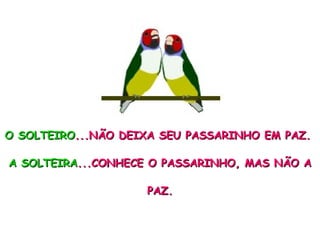 O SOLTEIRO ...NÃO DEIXA SEU PASSARINHO EM PAZ.  A SOLTEIRA ...CONHECE O PASSARINHO, MAS NÃO A PAZ. 