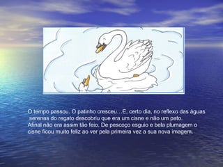 O tempo passou. O patinho cresceu…E, certo dia, no reflexo das águas
 serenas do regato descobriu que era um cisne e não um pato.
Afinal não era assim tão feio. De pescoço esguio e bela plumagem o
cisne ficou muito feliz ao ver pela primeira vez a sua nova imagem.
 