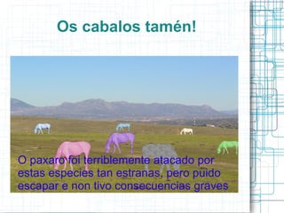 Os cabalos tamén! O paxaro foi terriblemente atacado por estas especies tan estranas, pero puido escapar e non tivo consecuencias graves 