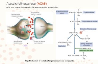 Acetylcholinesterase (AChE)
AChE is an enzyme that degrades the neurotransmitter acetylcholine
↗
AChE
Fig : Mechanism of toxicity of organophosphorus compounds
 