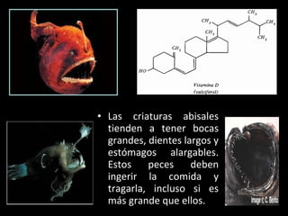• Las criaturas abisales
tienden a tener bocas
grandes, dientes largos y
estómagos alargables.
Estos peces deben
ingerir la comida y
tragarla, incluso si es
más grande que ellos.
 