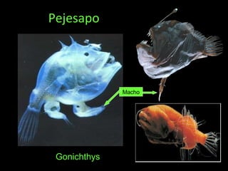 Pejesapo
Gonichthys
Macho
 