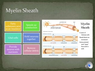 Fatty
substance acts
as an insulator
Speeds up
conduction
Glial cells
Hold neurons
together
Provide
neuron with
nutrients
Remove
cellular debris
 
