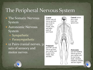  The Somatic Nervous
System
 Autonomic Nervous
System
 Sympathetic
 Parasympathetic
 12 Pairs cranial nerves, 31
sets of sensory and
motor nerves
 