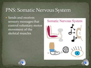 Sends and receives
sensory messages that
control voluntary motor
movement of the
skeletal muscles
 