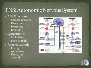  ANS Functions:
 Smooth muscles
 Digestion
 Heart rate
 Breathing
 Sympathetic:
 Mobilizing
 Fight or flight
 Parasympathetic
 Energy
conserving
 Decreases
arousal
 
