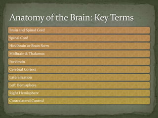 Brain and Spinal Cord
Spinal Cord
Hindbrain or Brain Stem
Midbrain & Thalamus
Forebrain
Cerebral Cortext
Lateralization
Left Hemisphere
Right Hemisphere
Contralateral Control
 