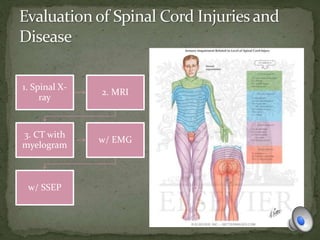 1. Spinal X-
ray
2. MRI
3. CT with
myelogram
w/ EMG
w/ SSEP
 
