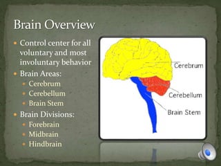  Control center for all
voluntary and most
involuntary behavior
 Brain Areas:
 Cerebrum
 Cerebellum
 Brain Stem
 Brain Divisions:
 Forebrain
 Midbrain
 Hindbrain
 