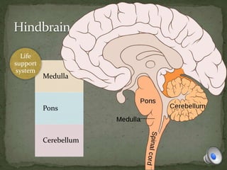 Medulla
Pons
Cerebellum
Life
support
system
 