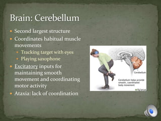  Second largest structure
 Coordinates habitual muscle
movements
 Tracking target with eyes
 Playing saxophone
 Excitatory inputs for
maintaining smooth
movement and coordinating
motor activity
 Ataxia: lack of coordination
 