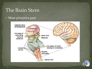  Most primitive part
 