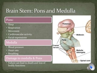 Pons:
• Sleep
• Respiration
• Movement
• Cardiovascular activity
• Facial expressions
Medulla
• Blood pressure
• Heart rate
• Breathing
Damage to medulla & Pons
• Failure can lead to death and loss of
bodily functions
 