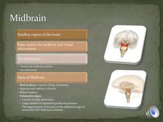 Smallest region of the brain
Relay station for auditory and visual
information.
The Functions:
• Visual and auditory systems
• eye movement.
Parts of Midbrain
• Red nucleus: Control of body movement
• Superior and Inferior Coliculus
• Motor nucleus
• Substantia nigra:
• Control of body movement.
• Large number of dopamine-producing neurons
• The degeneration of neurons in the substantia nigra is
associated with Parkinson’s disease.
 