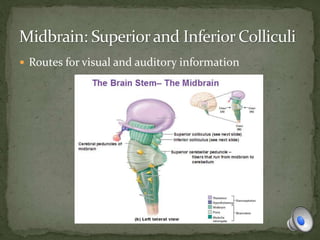  Routes for visual and auditory information
 