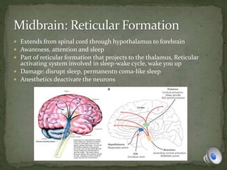  Extends from spinal cord through hypothalamus to forebrain
 Awareness, attention and sleep
 Part of reticular formation that projects to the thalamus, Reticular
activating system involved in sleep-wake cycle, wake you up
 Damage: disrupt sleep, permanentn coma-like sleep
 Anesthetics deactivate the neurons
 