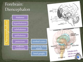 Diencephalon
thalamus
hypothalamus
subthalamus
epithalamus
pretectum
endbrain
(cerebrum)
cerebral cortex
underlying white
matter
basal ganglia
 