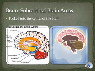  Tucked into the center of the brain
 
