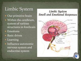  Our primitive brain
 Within the cerebrum,
system of various
structures in forebrain
 Emotions
 Basic drives
 Learning
 Influence autonomic
nervous system and
endocrine system
 