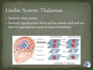  Sensory relay center
 Sensory signals come from up the spinal cord and are
sent to appropriate areas in rest of forebrain
 