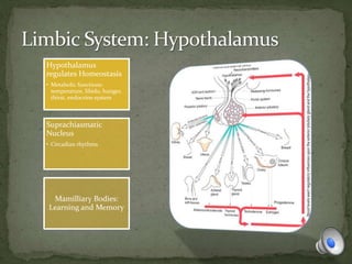 Hypothalamus
regulates Homeostasis
• Metabolic functions:
temperature, libido, hunger,
thirst, endocrine system
Suprachiasmatic
Nucleus
• Circadian rhythms
Mamilliary Bodies:
Learning and Memory
 