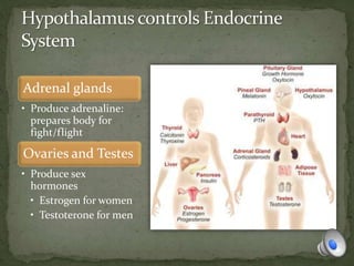 Adrenal glands
• Produce adrenaline:
prepares body for
fight/flight
Ovaries and Testes
• Produce sex
hormones
• Estrogen for women
• Testoterone for men
 
