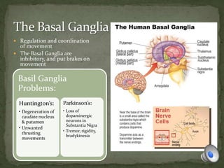  Regulation and coordination
of movement
 The Basal Ganglia are
inhibitory, and put brakes on
movement
Basil Ganglia
Problems:
Huntington’s:
• Degeneration of
caudate nucleus
& putamen
• Unwanted
thrusting
movements
Parkinson’s:
• Loss of
dopaminergic
neurons in
Substantia Nigra
• Tremor, rigidity,
bradykinesia
 