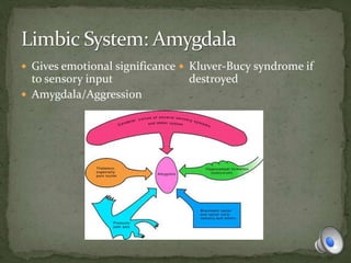  Gives emotional significance
to sensory input
 Amygdala/Aggression
 Kluver-Bucy syndrome if
destroyed
 