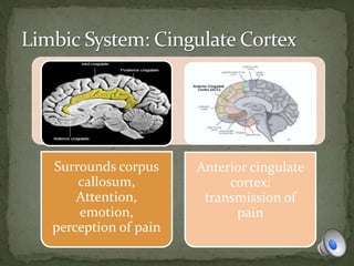 Surrounds corpus
callosum,
Attention,
emotion,
perception of pain
Anterior cingulate
cortex:
transmission of
pain
 