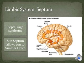 Septal rage
syndrome
S in Septum
allows you to
Simmer Down
 