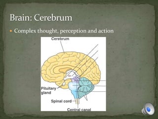  Complex thought, perception and action
 