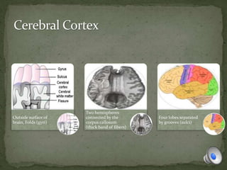Outside surface of
brain, Folds (gyri)
Two hemispheres
connected by the
corpus callosum
(thick band of fibers)
Four lobes separated
by grooves (sulci)
 