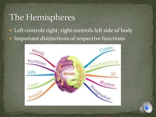  Left controls right, right controls left side of body
 Important distinctions of respective functions
 