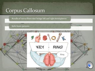Bundle of nerve fibers that bridge left and right hemispheres
Split-brain patients
 