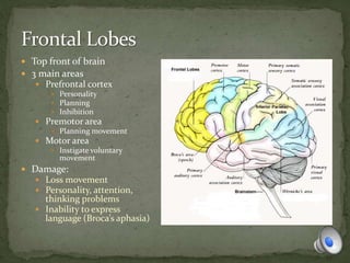  Top front of brain
 3 main areas
 Prefrontal cortex
 Personality
 Planning
 Inhibition
 Premotor area
 Planning movement
 Motor area
 Instigate voluntary
movement
 Damage:
 Loss movement
 Personality, attention,
thinking problems
 Inability to express
language (Broca’s aphasia)
 